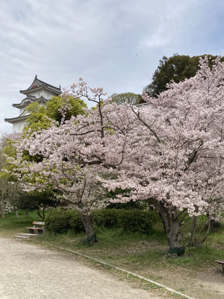 今年の桜🌸